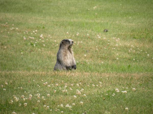 Photo of Marmota caligata by Andrea Paetow